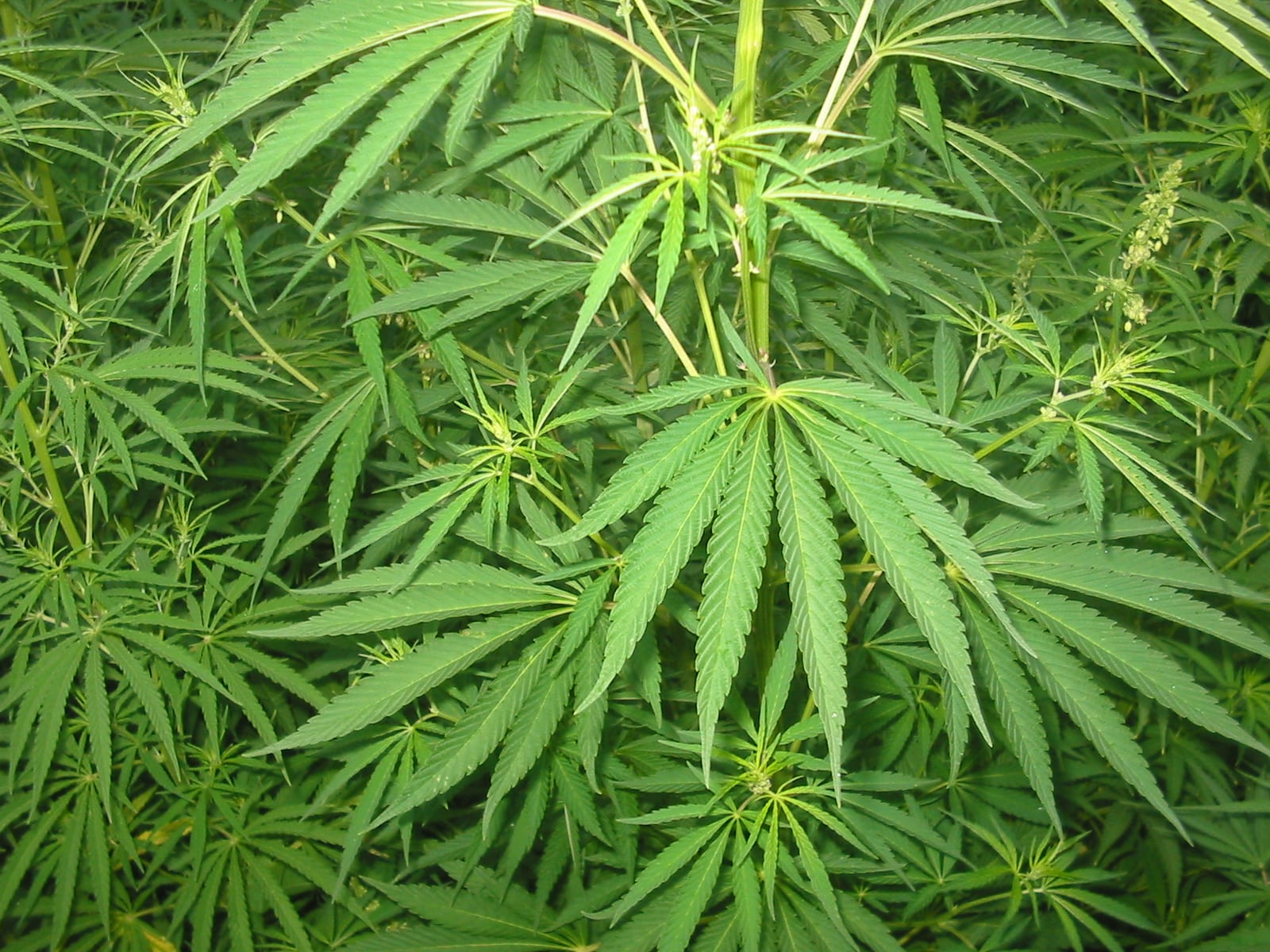 Colombia legalize Cannabis Marijuana