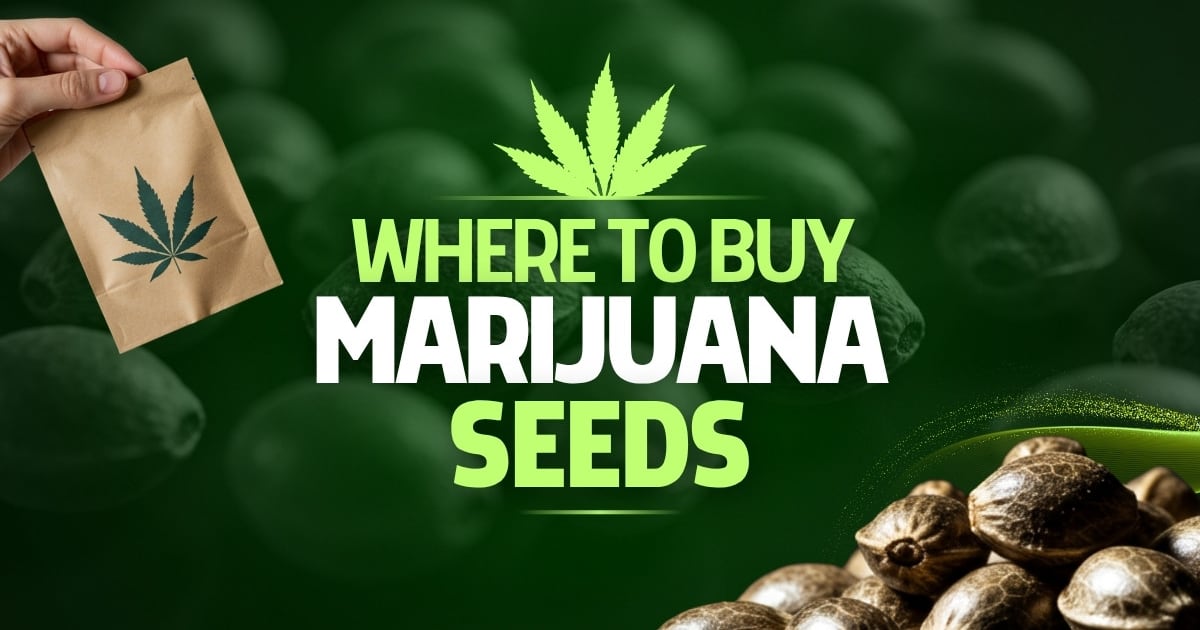 Where to Buy Marijuana Seeds Online with Germination Guarantee