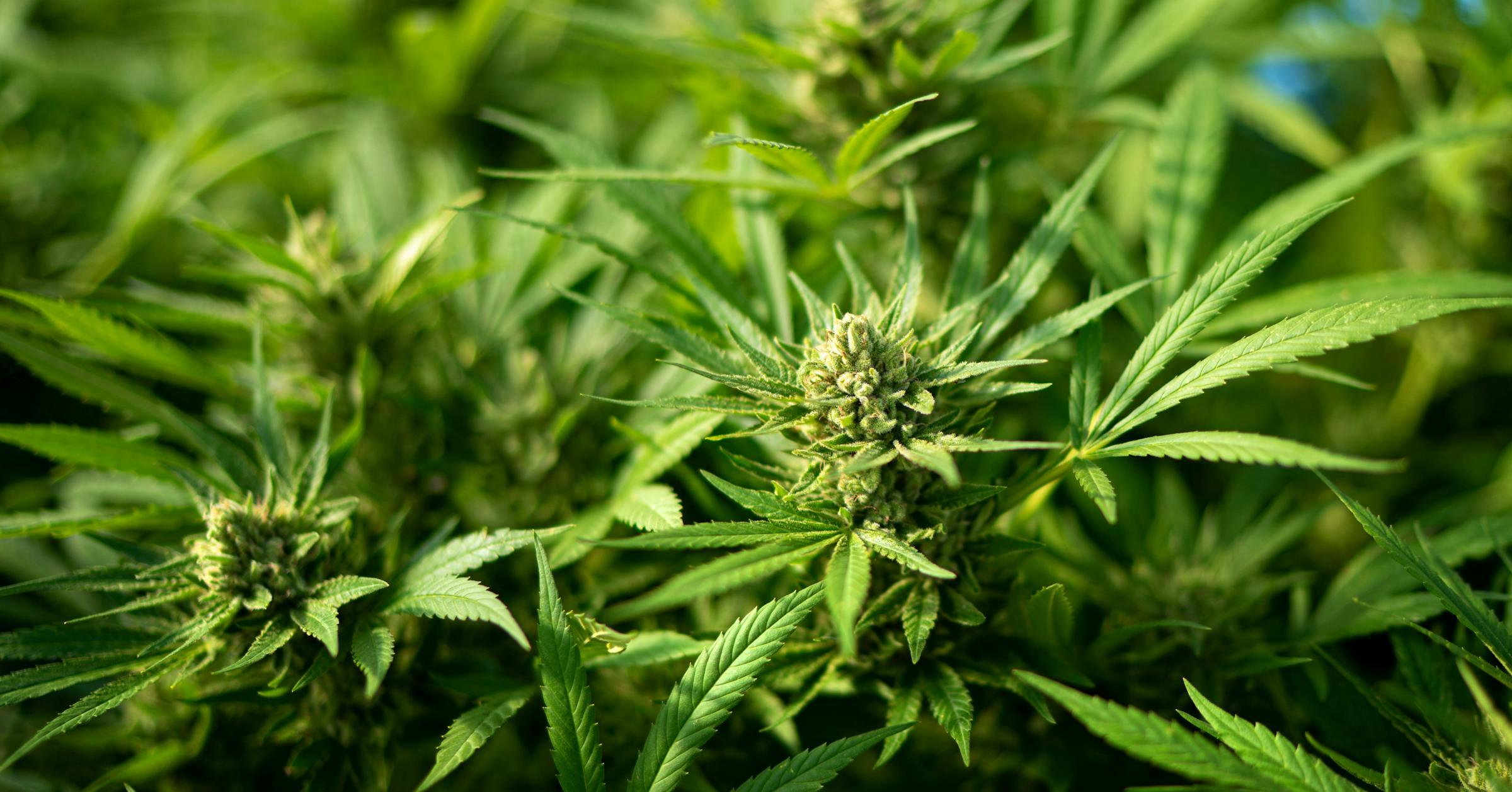 Albert Lea City Council rejects license for city’s first cannabis shop