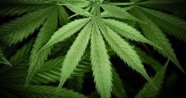 Yakima County to vote on continuing cannabis ban | Spokane News