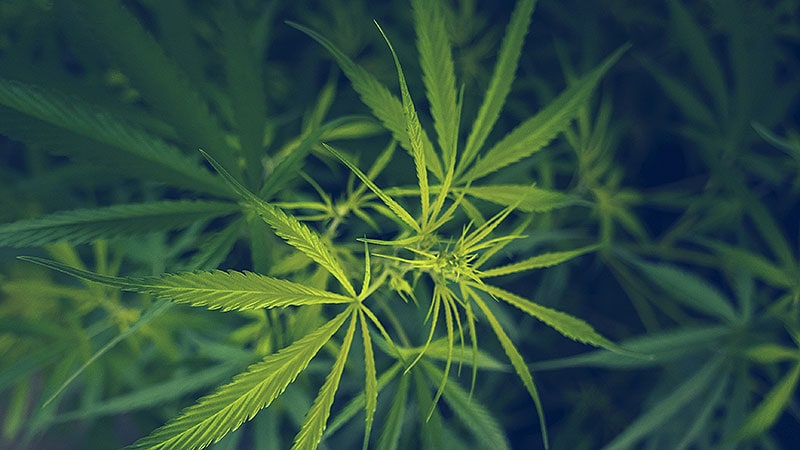 Cannabis Use Disorder Tied to Benign Salivary Tumors