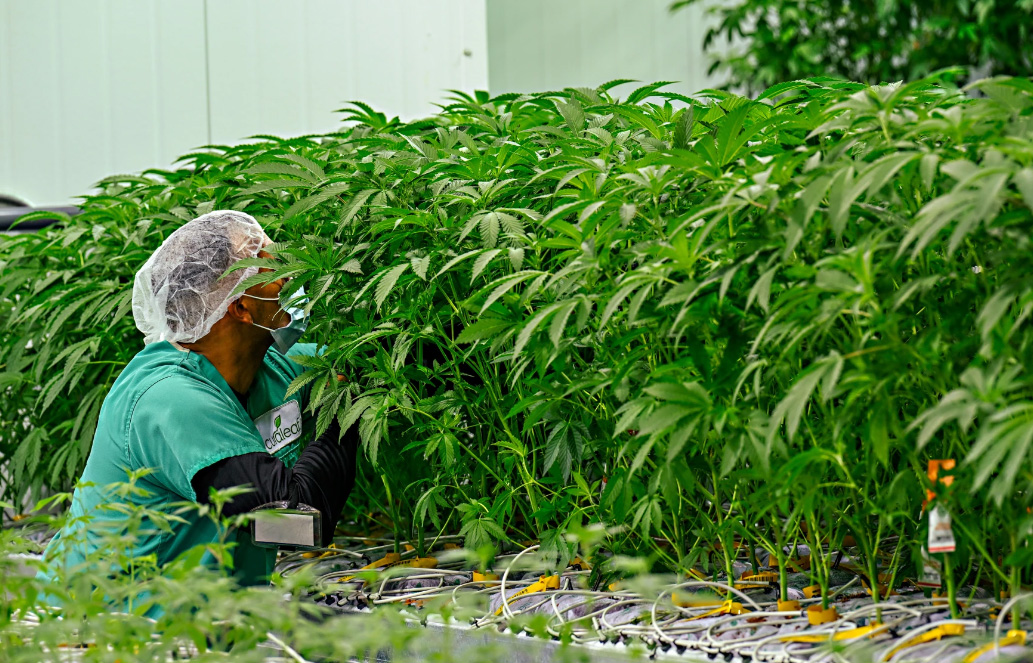 For CT cannabis patients, ‘clean’ shouldn’t mean irradiated