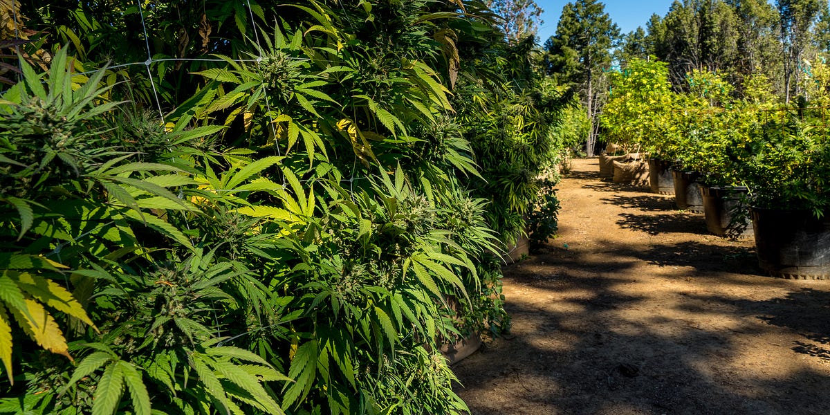 County to hold public hearing this week on latest cannabis ordinance updates