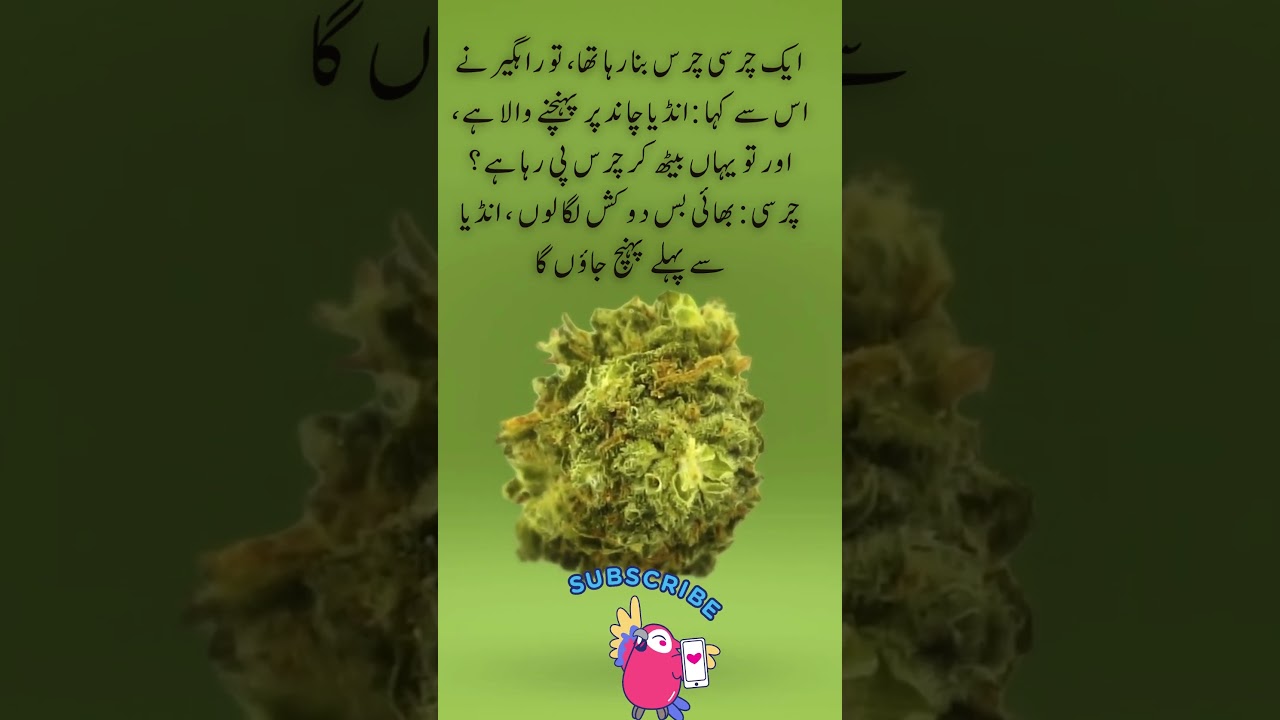 Charsi Chand | weed | funny interesting facts quotes joke shorts Urdu viral