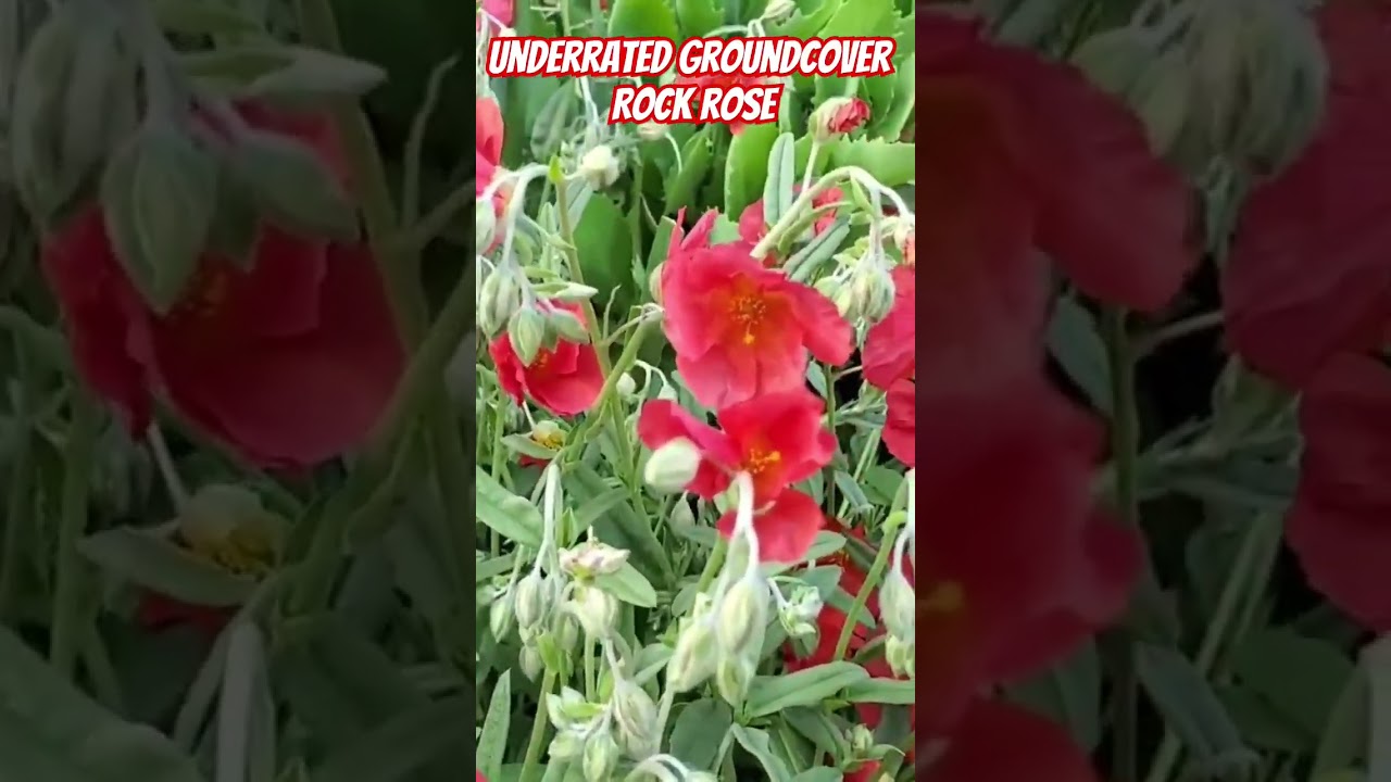 The Best Groundcover for WEED Suppression!!! No joke!!! #garden