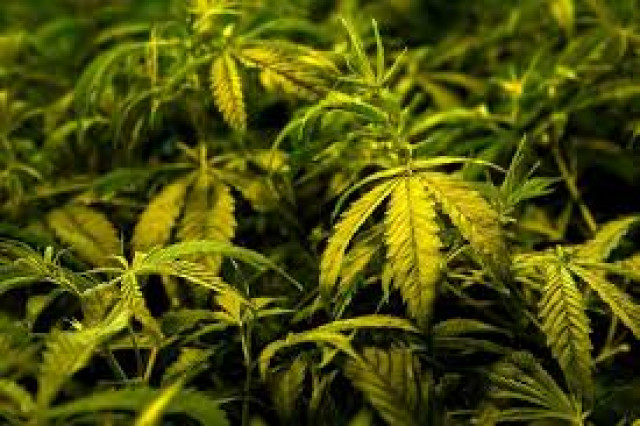 Committee constituted to check cannabis misuse