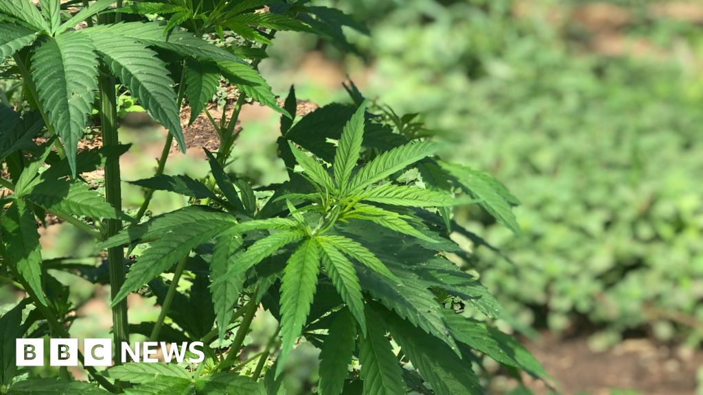 Cannabis decriminalisation backed by half of Guernsey's deputies