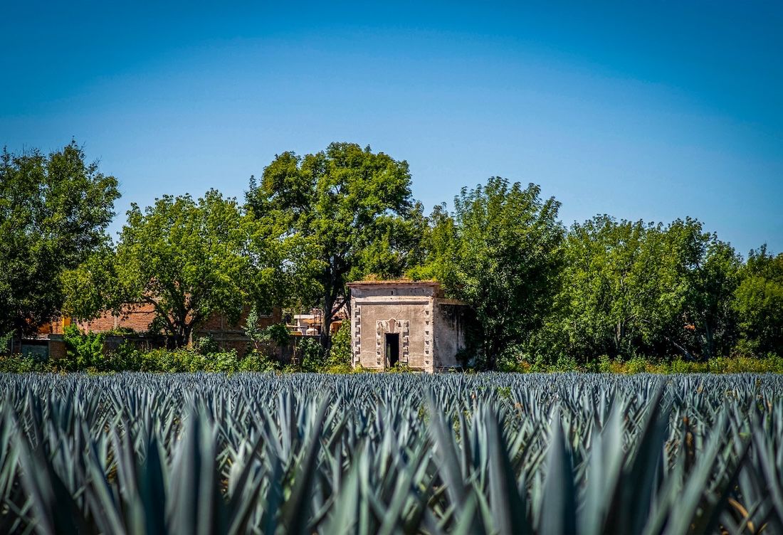 Thailand’s U-Turn On Cannabis Policy Strengthens Tourism Image