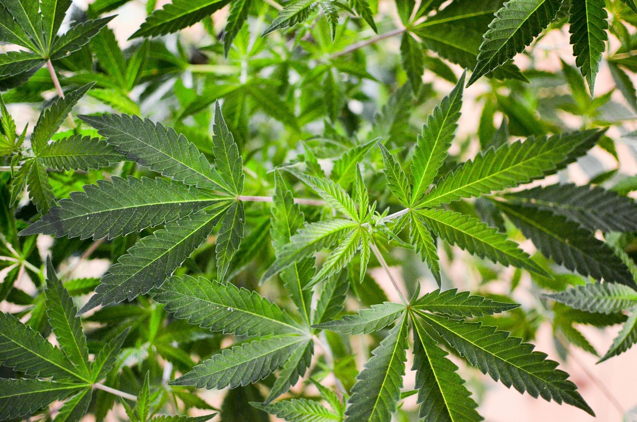 Federal Judge Gives Florida Marijuana Legalization Campaign A Win Over State's Ballot Initiative Restriction Law
