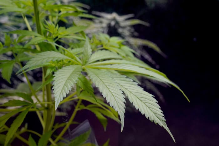 Why founders of marijuana testing company were banned from Michigan’s industry