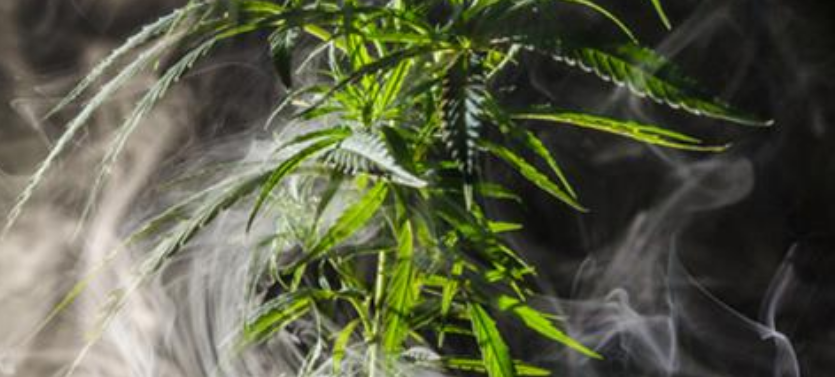 Has Santa Barbara County's cannabis dreams gone up in smoke?