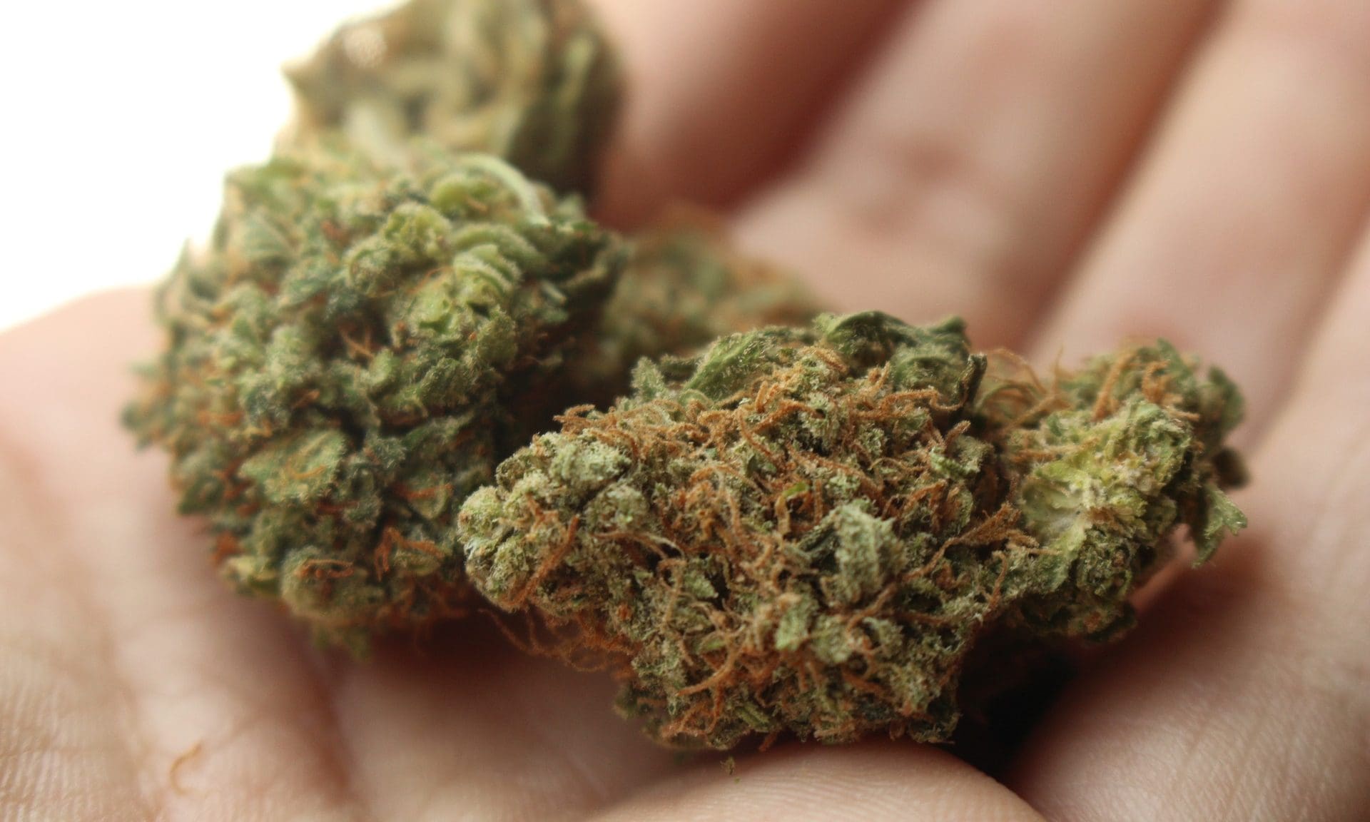 GOP's new national chair backs cannabis legalization (Newsletter: August 25, 2025)