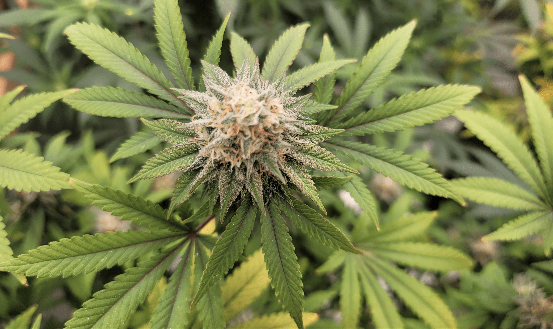 Maryland Governor Jokes About Marijuana Legalization Being The 'One Thing' That Got More Votes Than Him On The Ballot