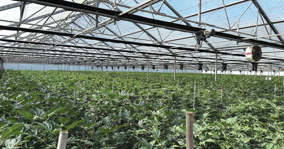 Supes decrease Carpinteria cannabis acreage cap | News