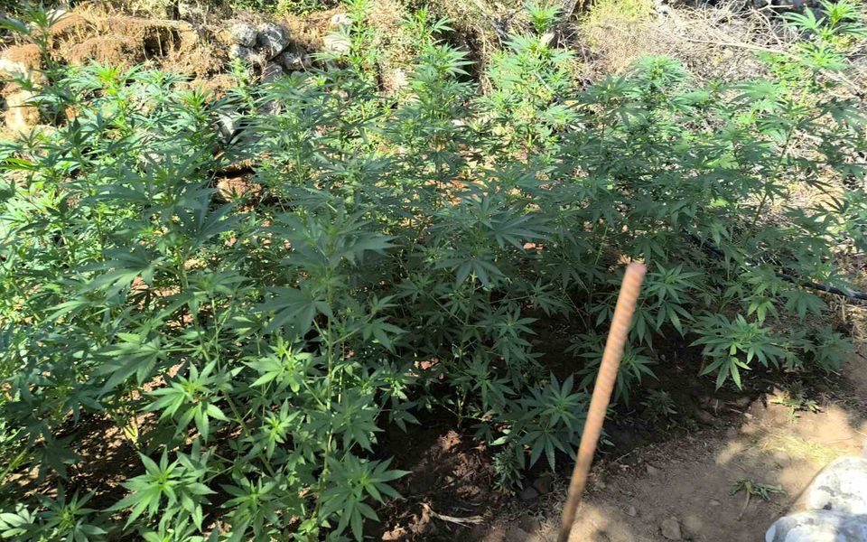 Four arrested in Lakonia cannabis plantation bust