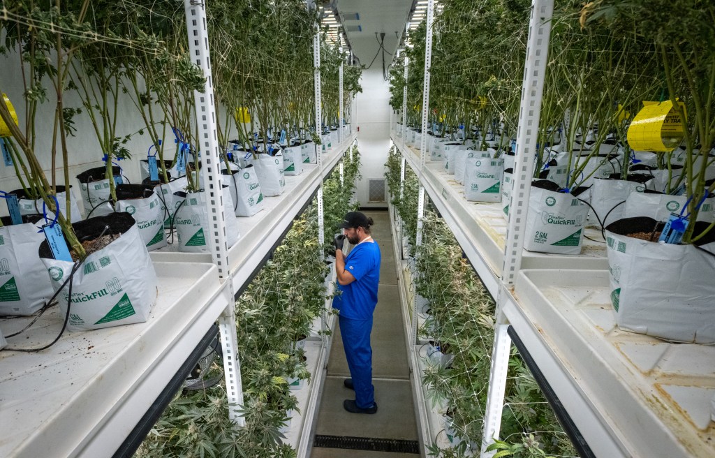 Legal weed is hurting, not helping, Maryland