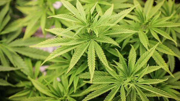 Don't pay money to anyone for cannabis license – NACOC warns