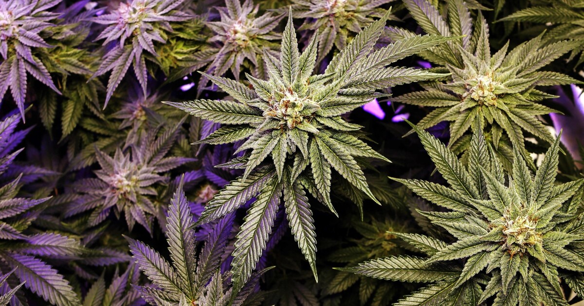 Growing number of cannabis dispensaries leads to drop in average sales per store