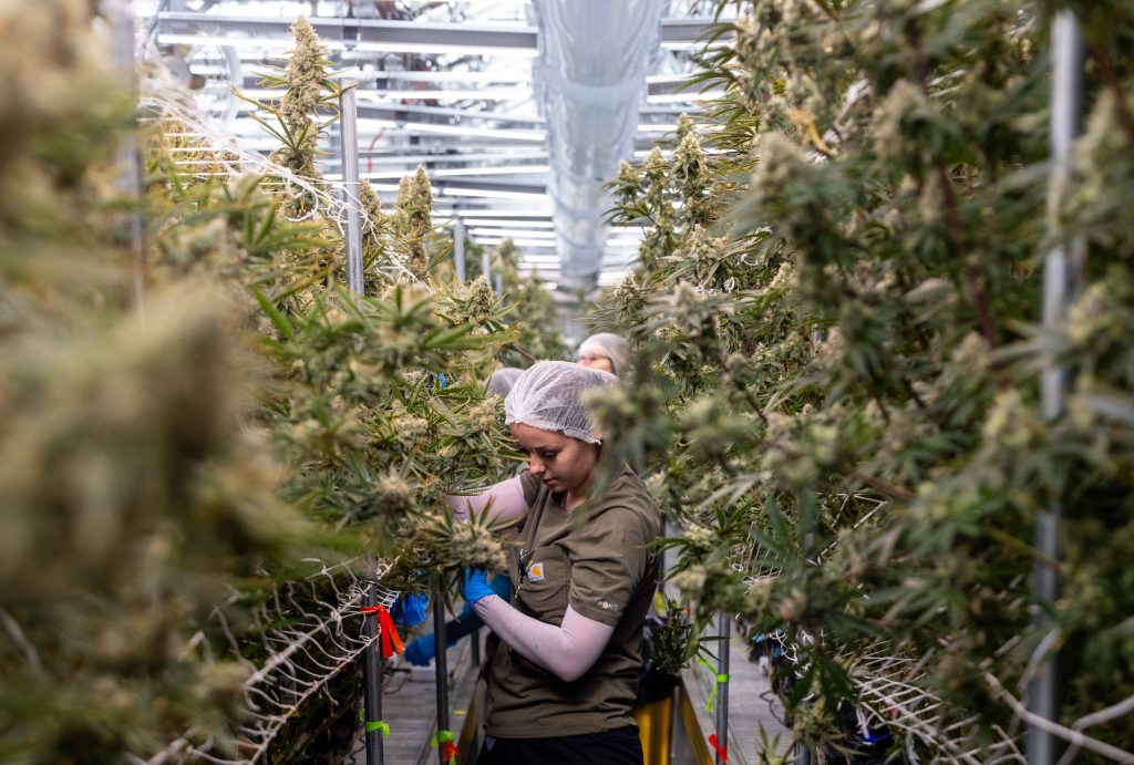 Cannabis growers want the option of cultivating outside, but state regulators keep trying to stop it – Chicago Tribune