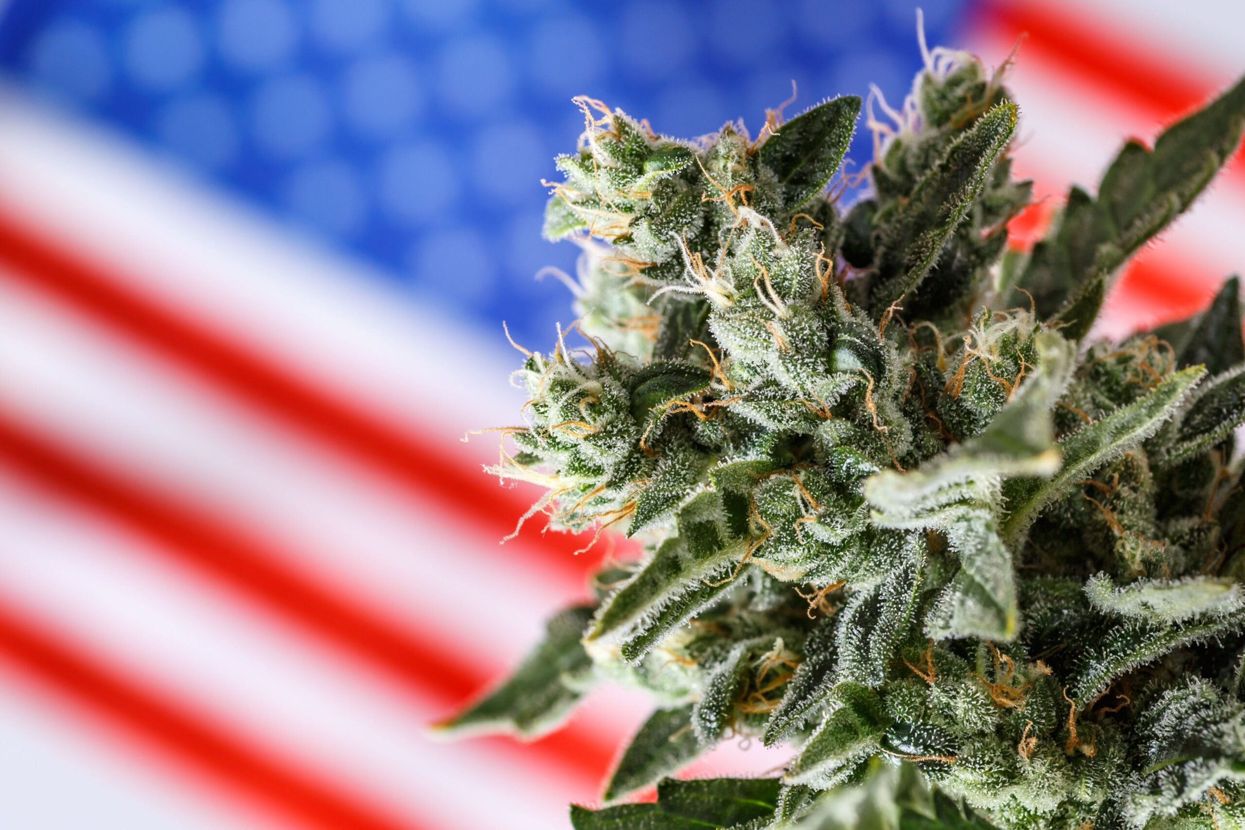 Is Federal Cannabis Legalization Finally on the Horizon?