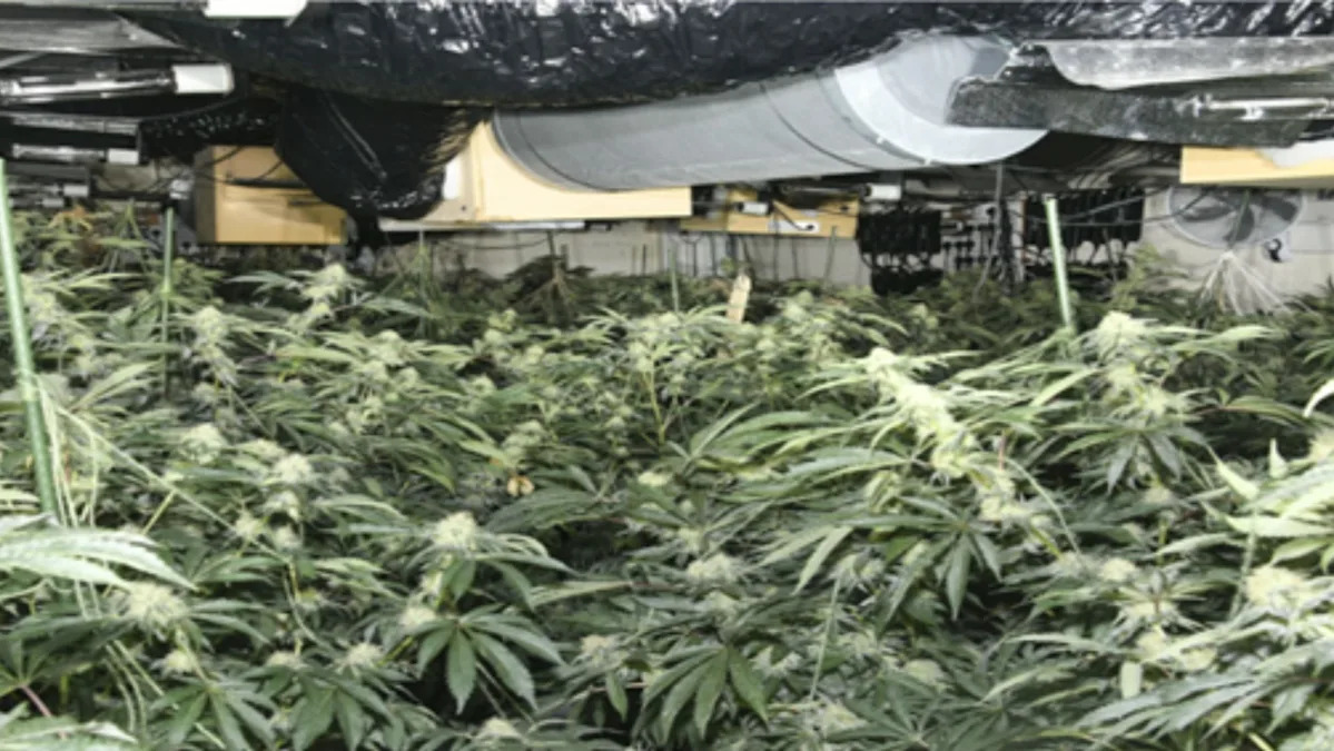 Albanian trio jailed for running ‘industrial scale’ cannabis farm