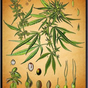 cannabis art