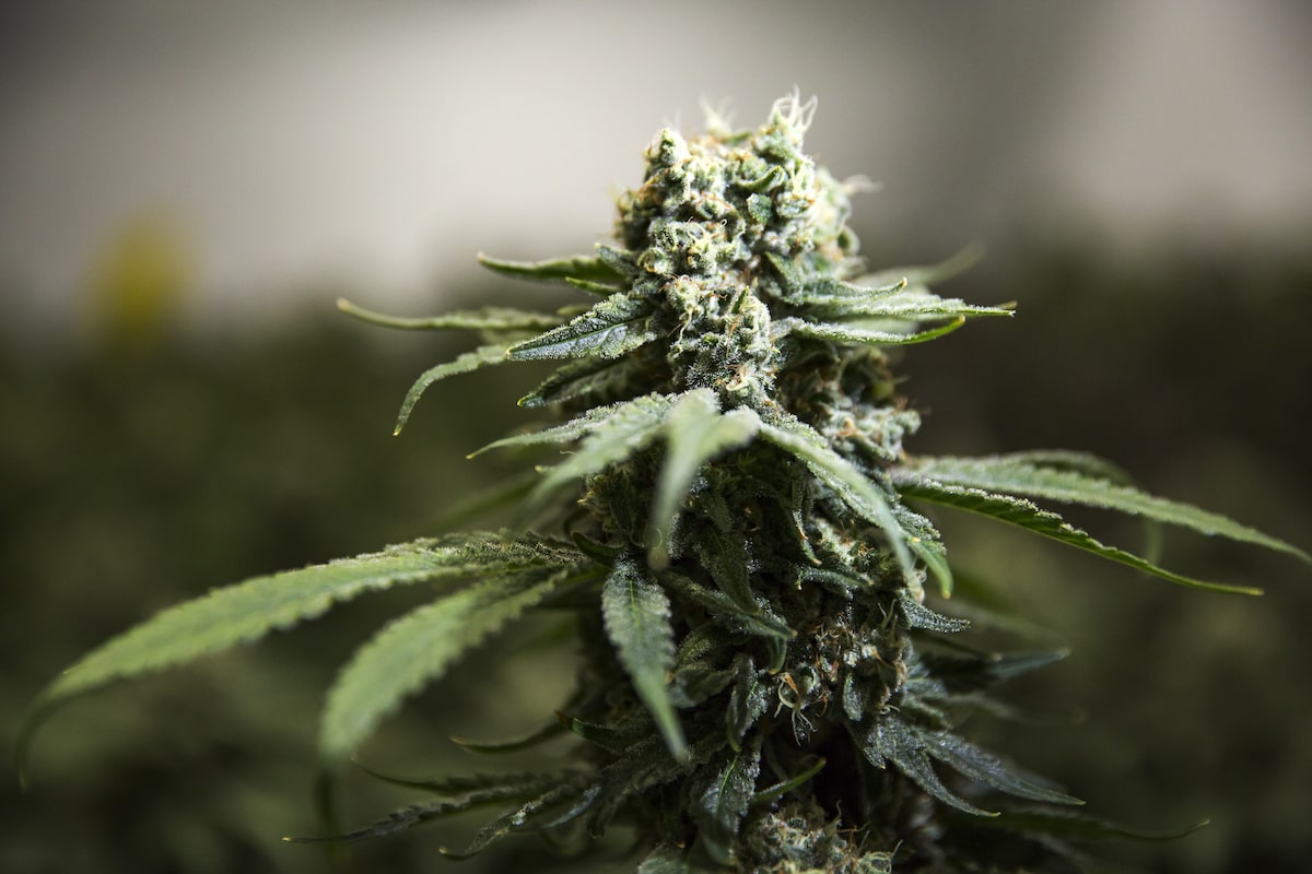 Insiders point to opportunity in Canadian cannabis