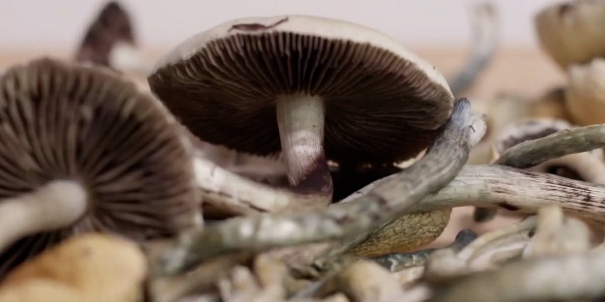 4th Annual Hemp, Hops and Shrooms Festival returns to Carbondale