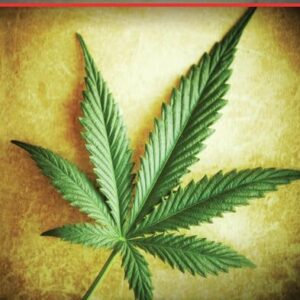 cheech and Chong