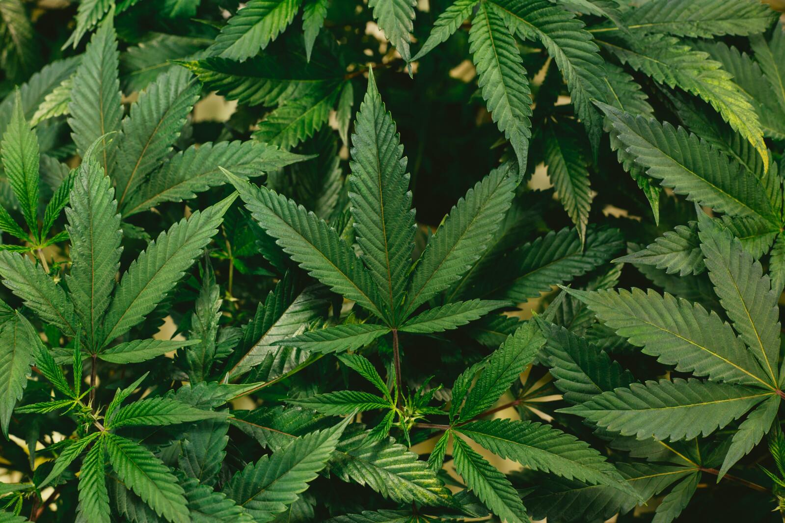 Worthington City Council approves three permits for cannabis dispensaries - The Globe