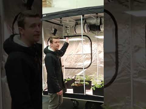 Indoor Grow Kit Stage Three - Herbal House NZ