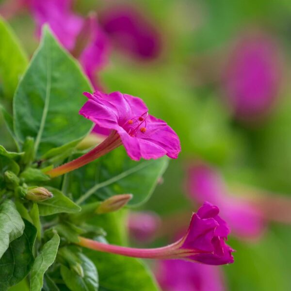 Marvel of Peru Four O Clock Flower Garden Seeds - 5 Gram Packet - Annual Flower Gardening Seed - Mirabilis Jalapa - Image 2