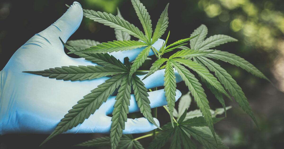 Fairborn City Council opens the door to marijuana sales in 2026