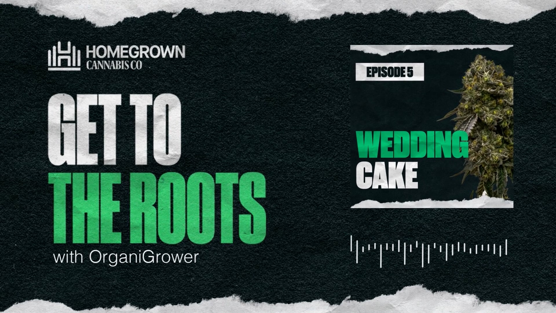 Wedding Cake Strain Review | Get To The Roots with Homegrown Cannabis Co.