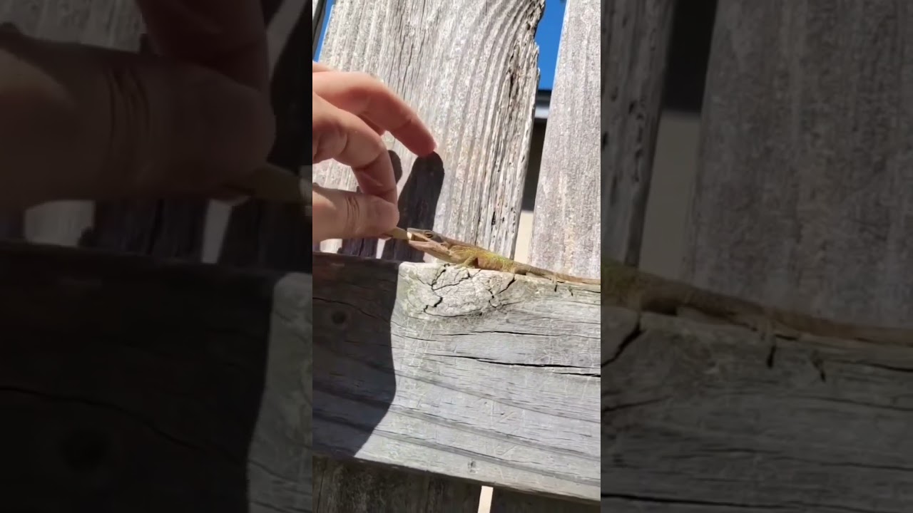 He came for all the smoke!!! Reptile smoke style💨💨💨