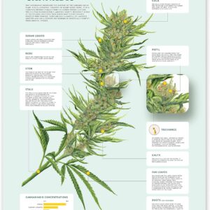 cannabis art
