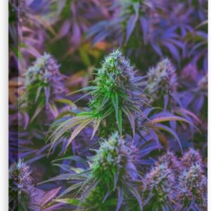 marijuana art