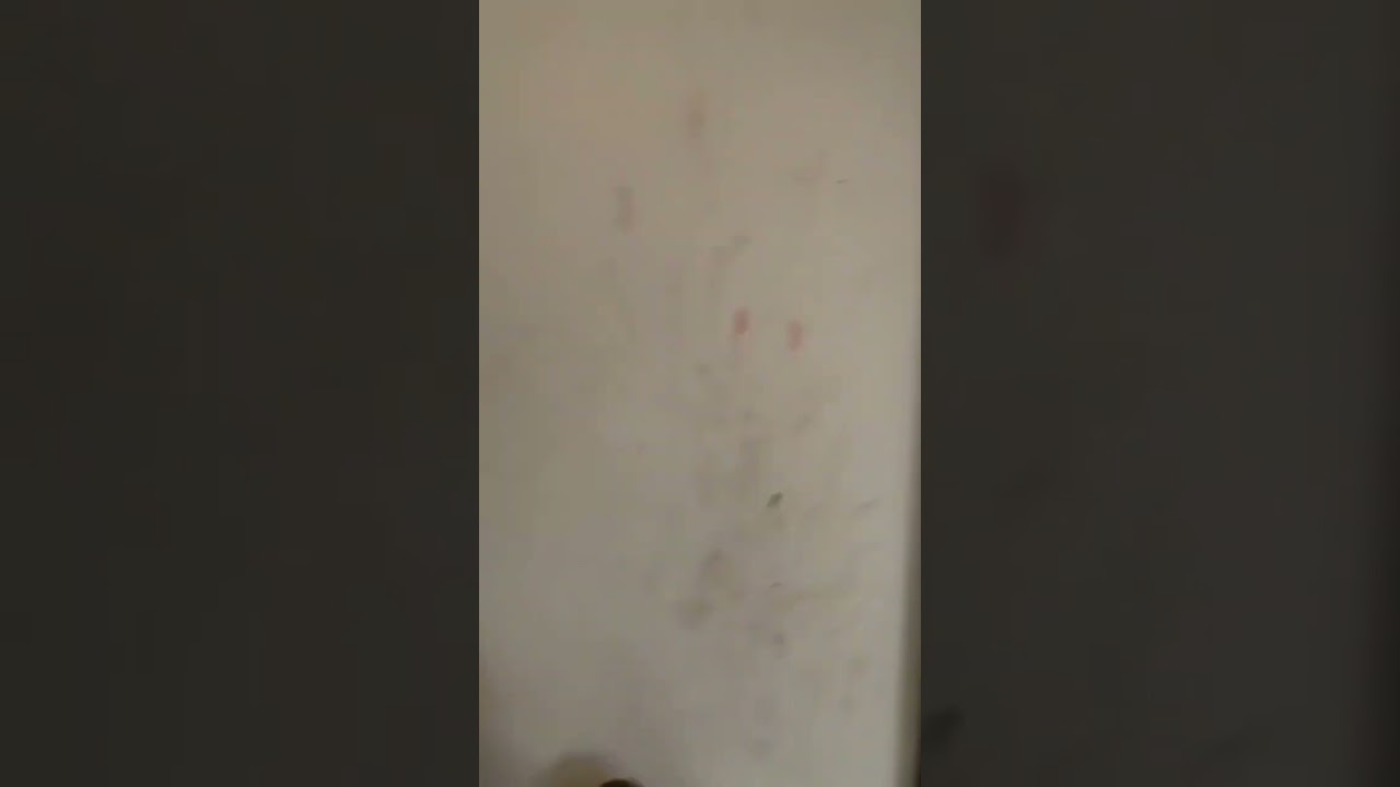 @agenteperryyyyy #booty #twerk #big #tiktok #fyp #shorts #short