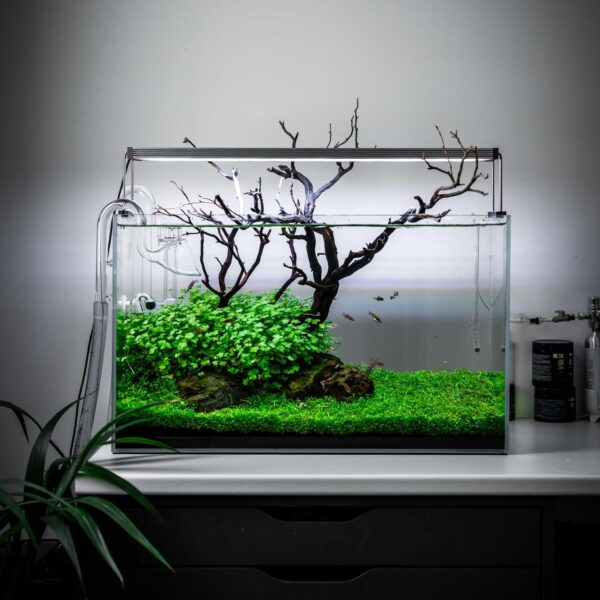 FZONE Aquatic Glass Lily Pipe Set with Skimmer Inflow and Outflow for Aquarium Filter 5/8''(16/22mm) Tubing - Image 5
