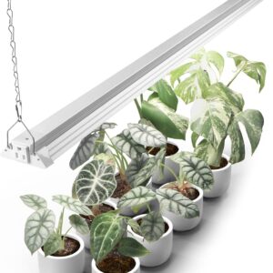 cannabis growing lights