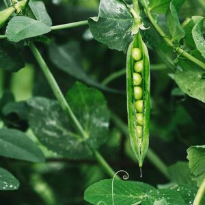cannabis seeds