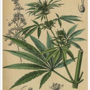 cannabis art