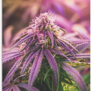 Cannabis Beauty