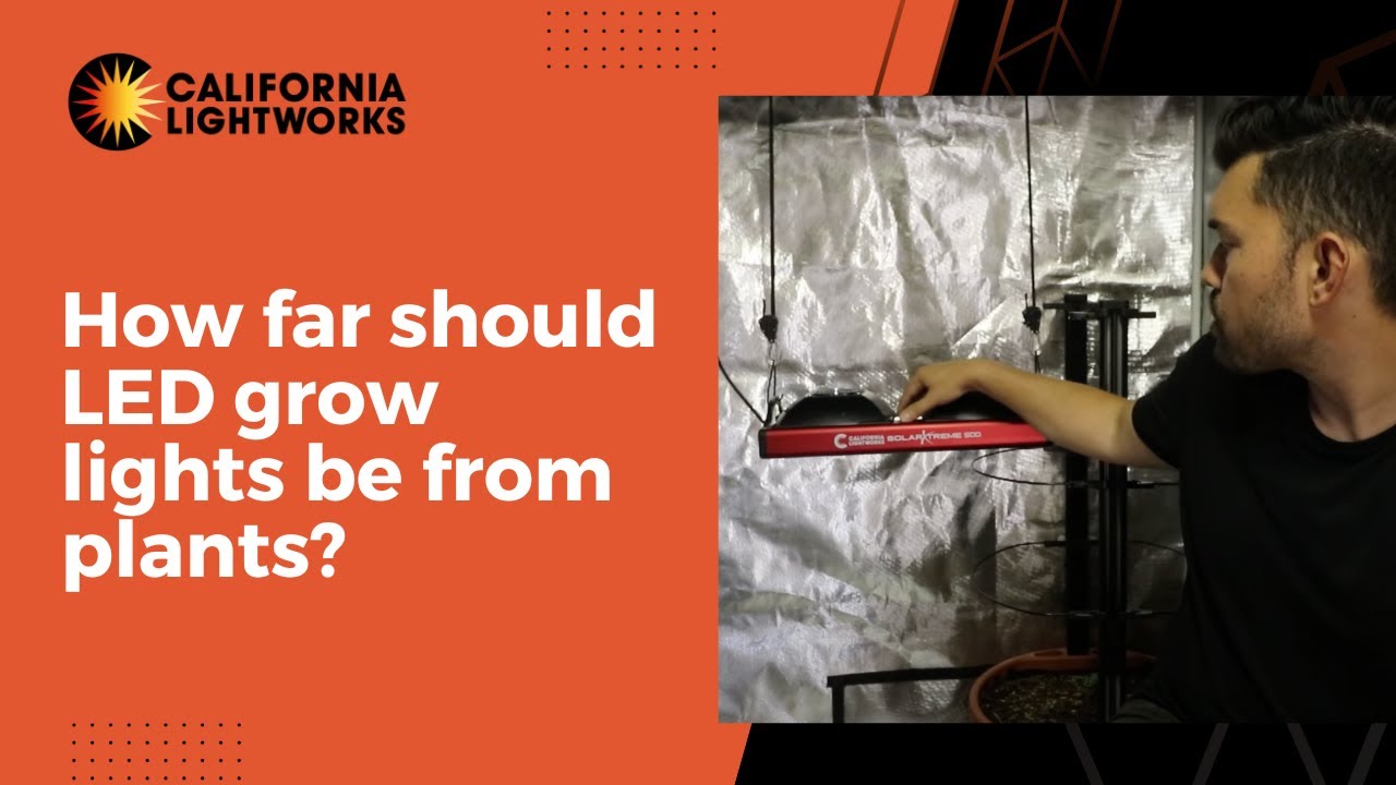 How far should LED grow lights be from plants?