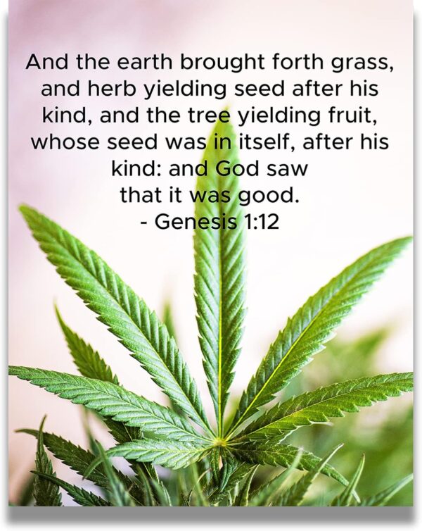 cannabis seeds