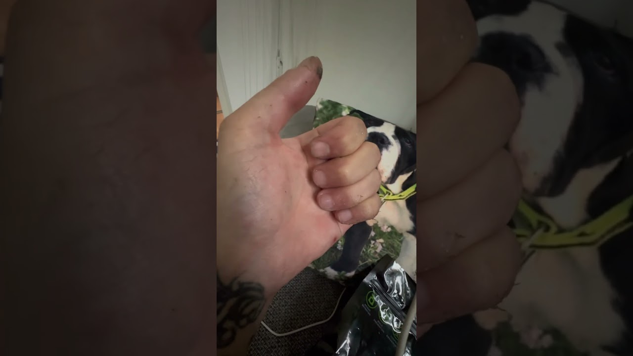 Jeder kennt das #harvest #harvesting #ernte #pot #weed #cannabis #dope #shorts #short #viral #reels