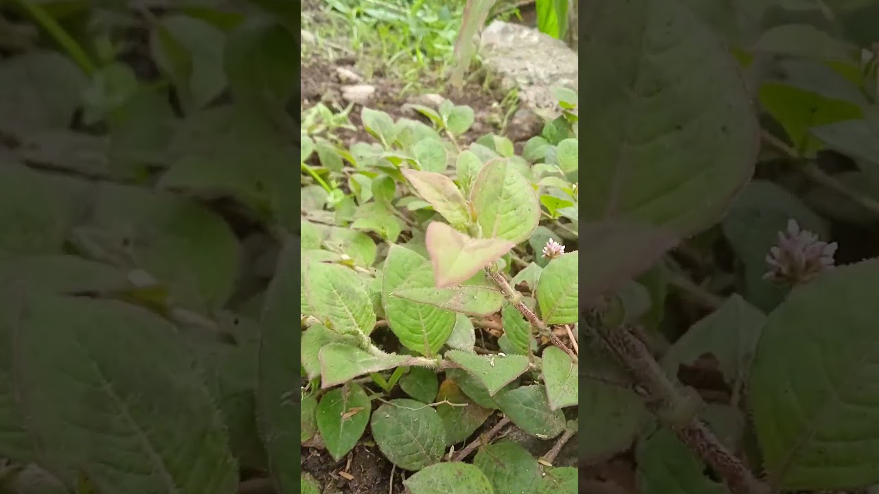 scientific name of weed#agricultural #viral #nature #garden #weed