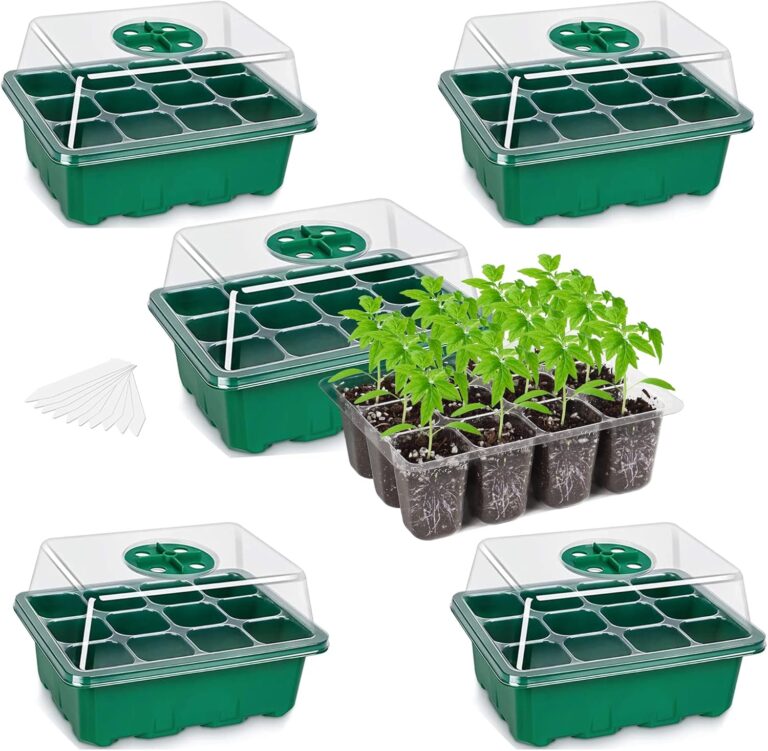 cannabis seeds