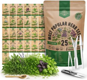 cannabis seeds
