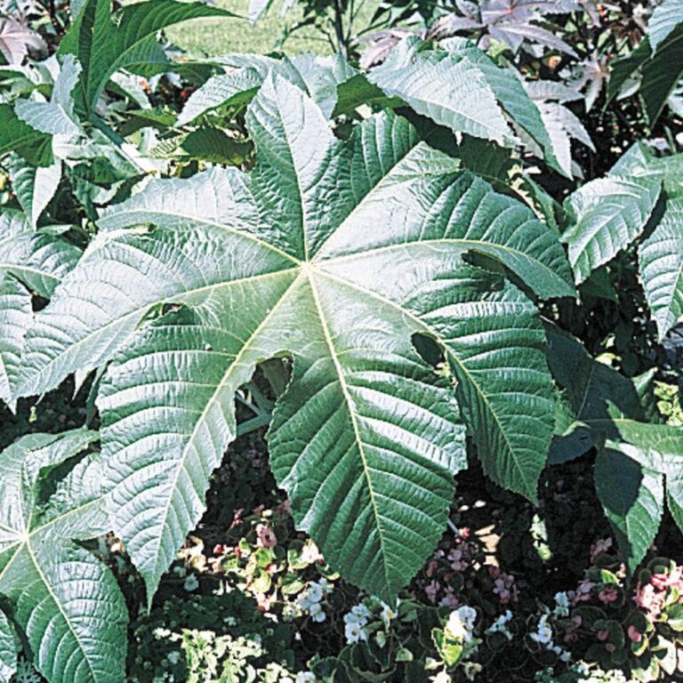 cannabis seeds